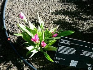 κουρκουμας